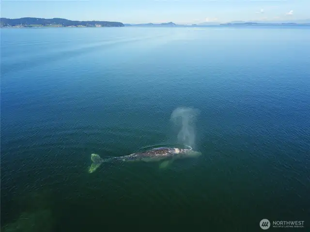 The Visitors, Captured off this Home's Deck w/ Broker's Drone~