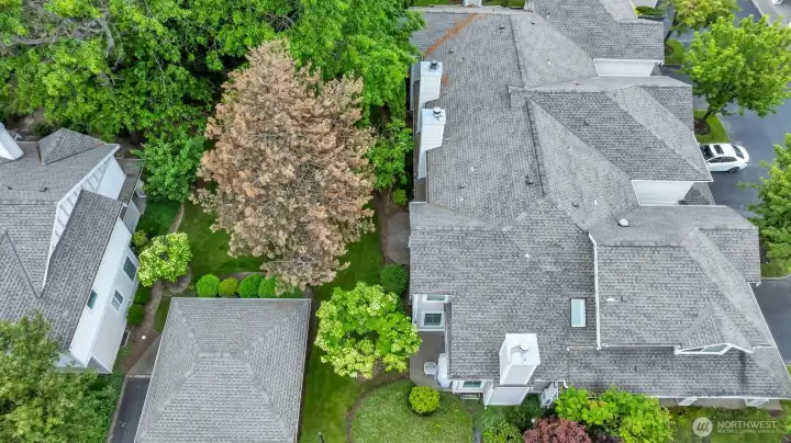 Mature landscaping providing privacy and year-round greenery.