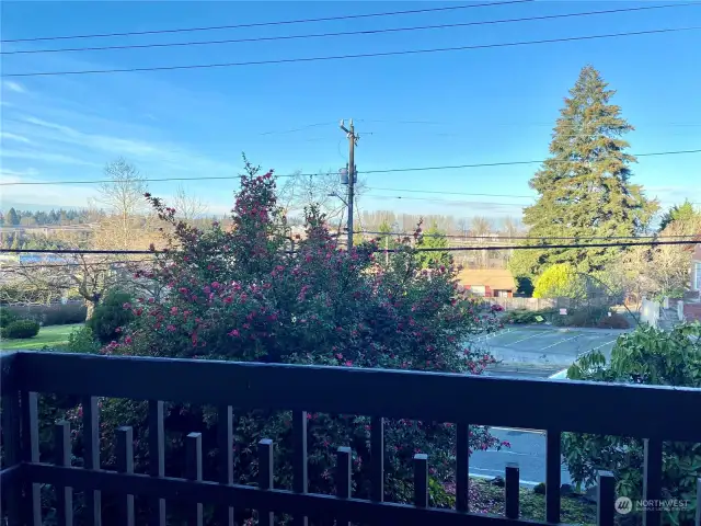 This large chameleon bush is a nice buffer and is boasting pretty pink flowers in January!