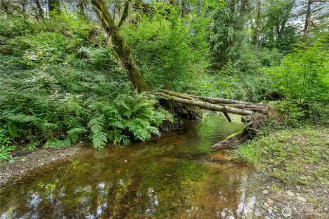 Creek with logs over the water