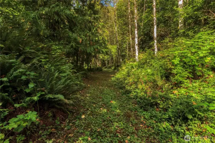 Alders, cedars and ferns border Penny Lane as it runs for about a quarter-mile along the western edge of the property.