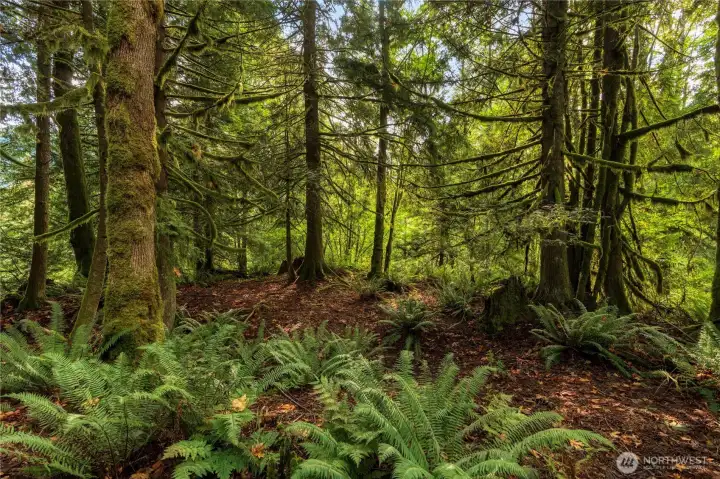 The property is approved for a septic system to serve a house with as many as four bedrooms. Here is an area that could be an ideal home site.
