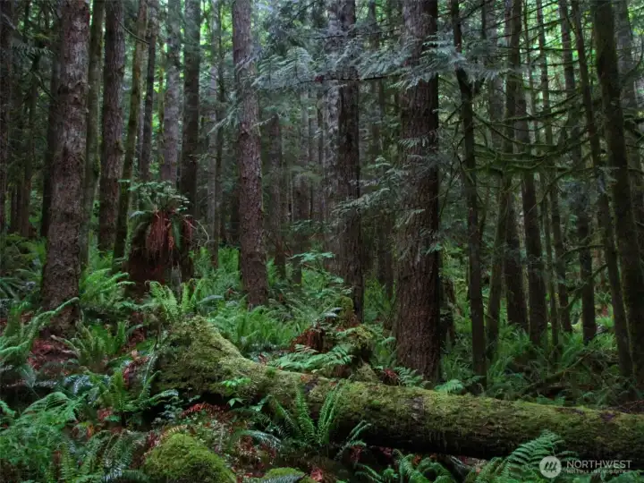 Cedar trees dominate this part of the forest. Beneath the trees are a nurse log giving itself back to the forest, sword fern, lady fern, moss, and huckleberry bushes sprouting from the tops of hundred-year-old logging stumps.  Cedar trees dominate this part of the forest. Beneath the trees are a nurse log giving itself back to the forest, sword fern, lady fern, moss, and huckleberry bushes sprouting from the tops of hundred-year-old logging stumps.