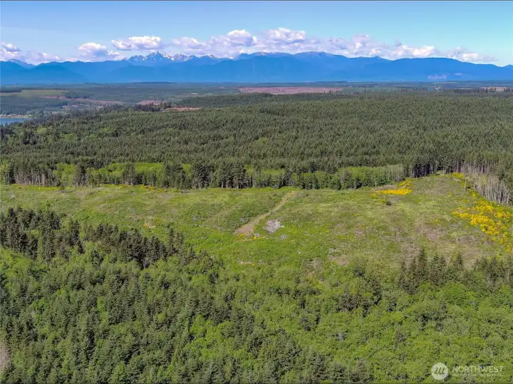 West facing photo of the site. NW corner at top right corner of clearing.