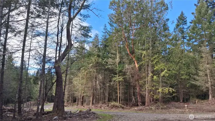 Driveway leading to home site.