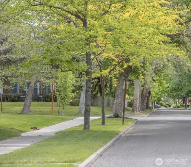 Tree lined 10th Avenue