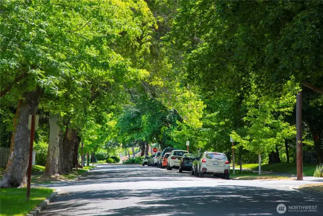 Tree lined 10th Avenue