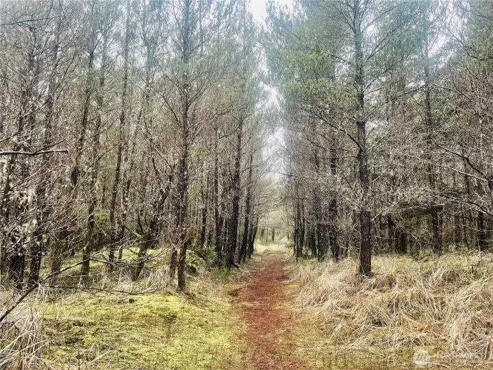 Walk through a forest to the beach on the pedestrian trail just minutes from the house