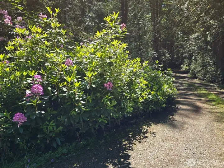 Driveway Driveway