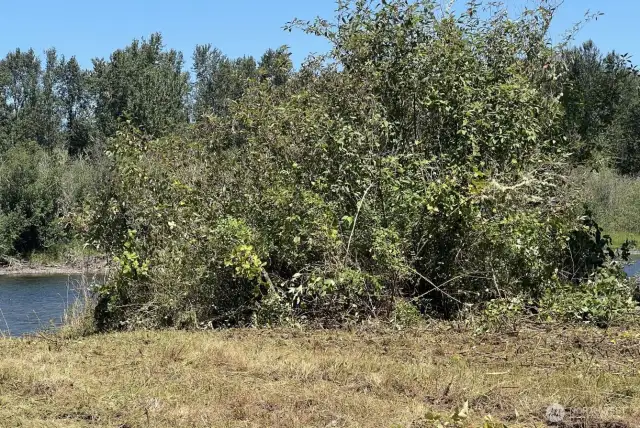 Clearing by River
