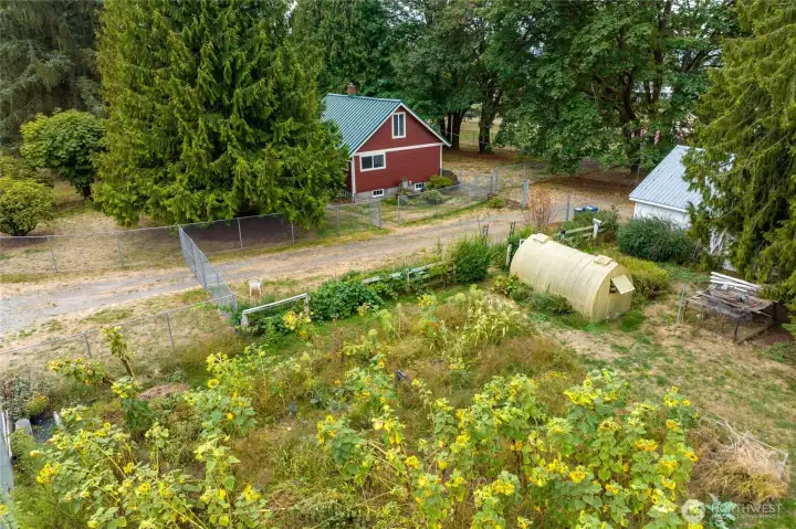 Extensive garden with grapevines, berries and currently a field of beautiful sunflowers