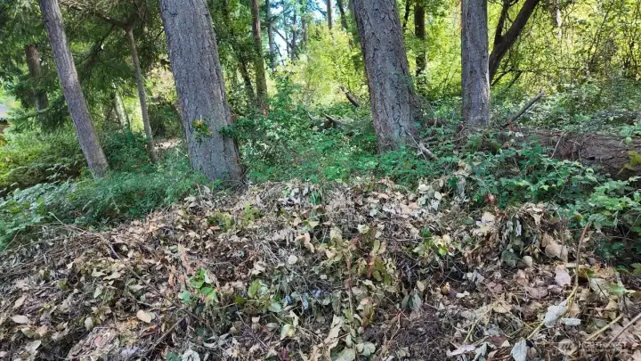 Lush property with evergreens Lush property with evergreens