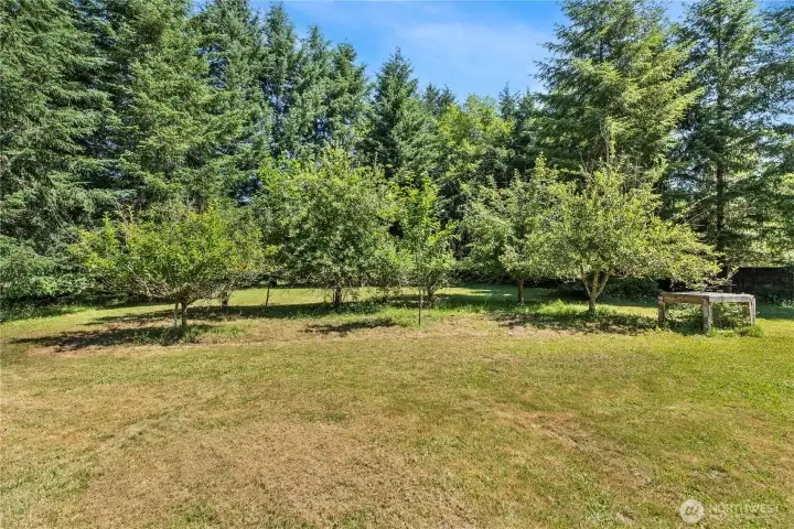 Apple orchard!