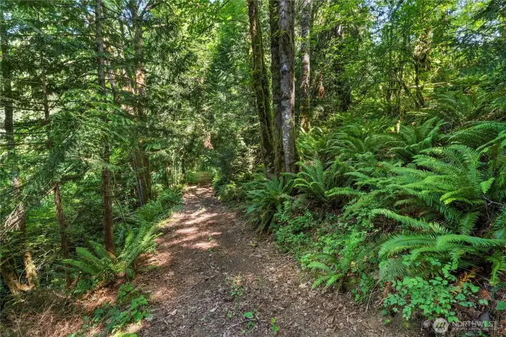 Path down to the creek is wide enough for a gold cart, riding mower, etc.