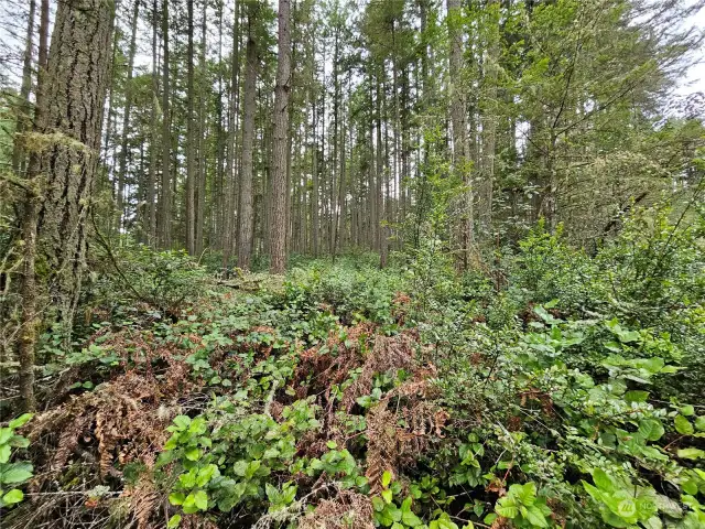 Property located at the corner of Camus Road and Edgewood Drive.