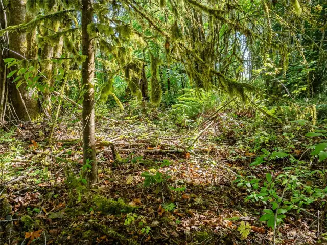 Native plants but undergrowth not too thick.  Lots are walkable and boundaries are marked.