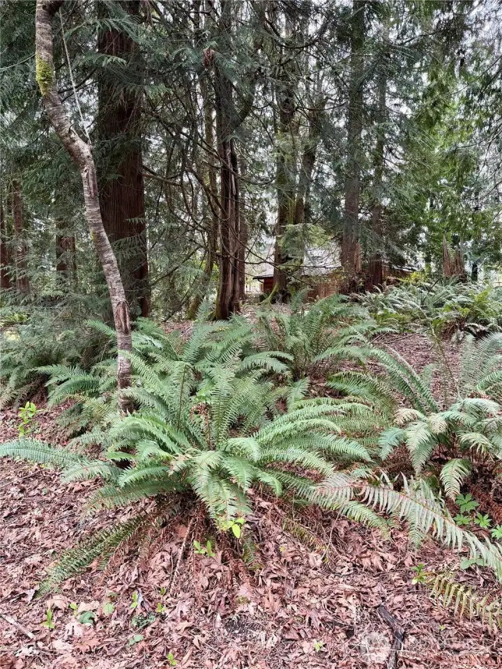 Ground level - over 2/3 acre of forested land in North Olympia
