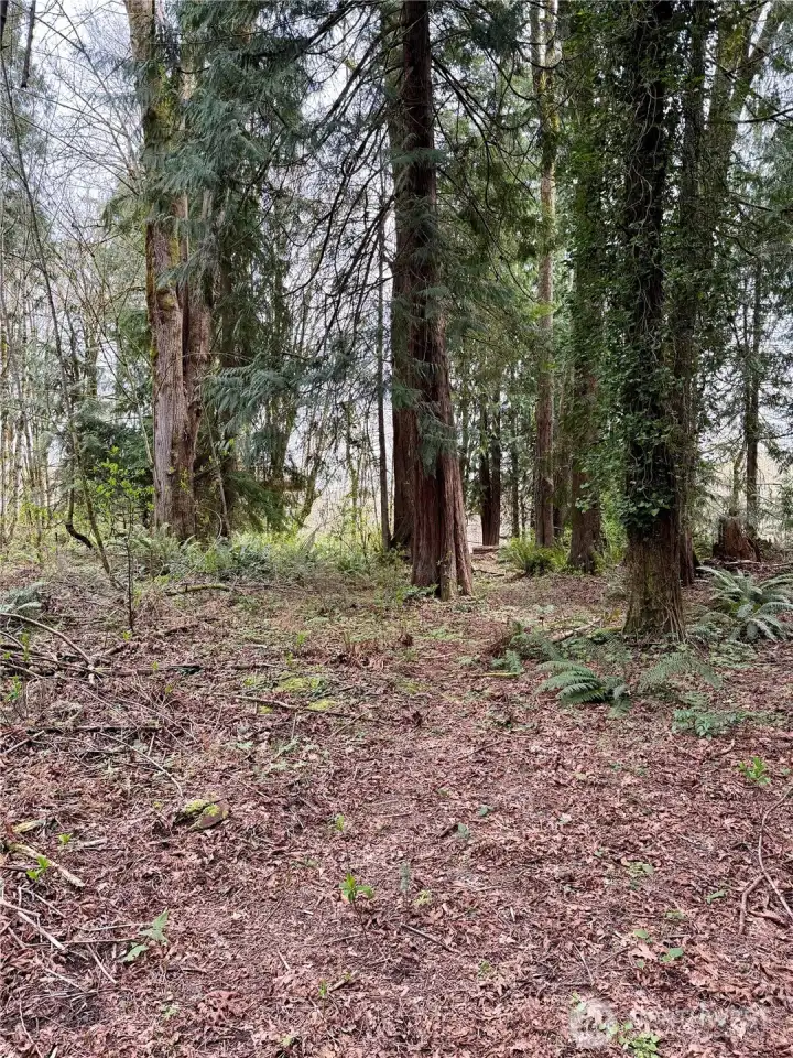 Ground level - over 2/3 acre of forested land in North Olympia