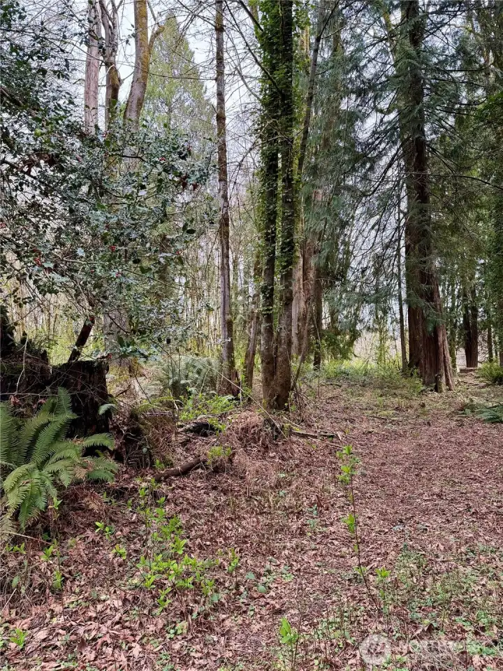 Ground level - over 2/3 acre of forested land in North Olympia