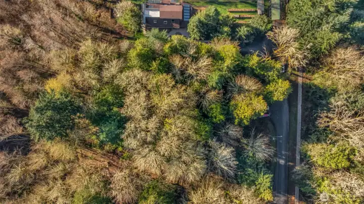 1506 Ann St NE - Aerial - over 2/3 acre of forested land in North Olympia