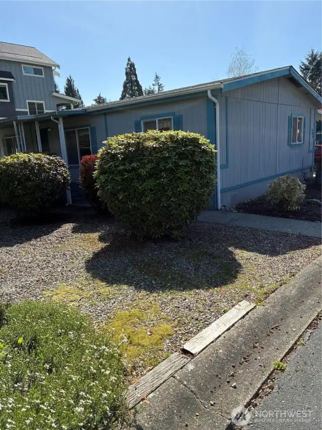 Privacy Hedges in front