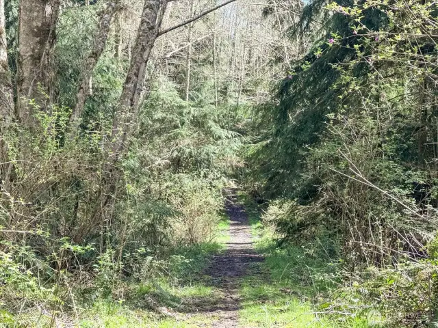 10 Acres of Whidbey Island mixed forest, just waiting for your new home.
