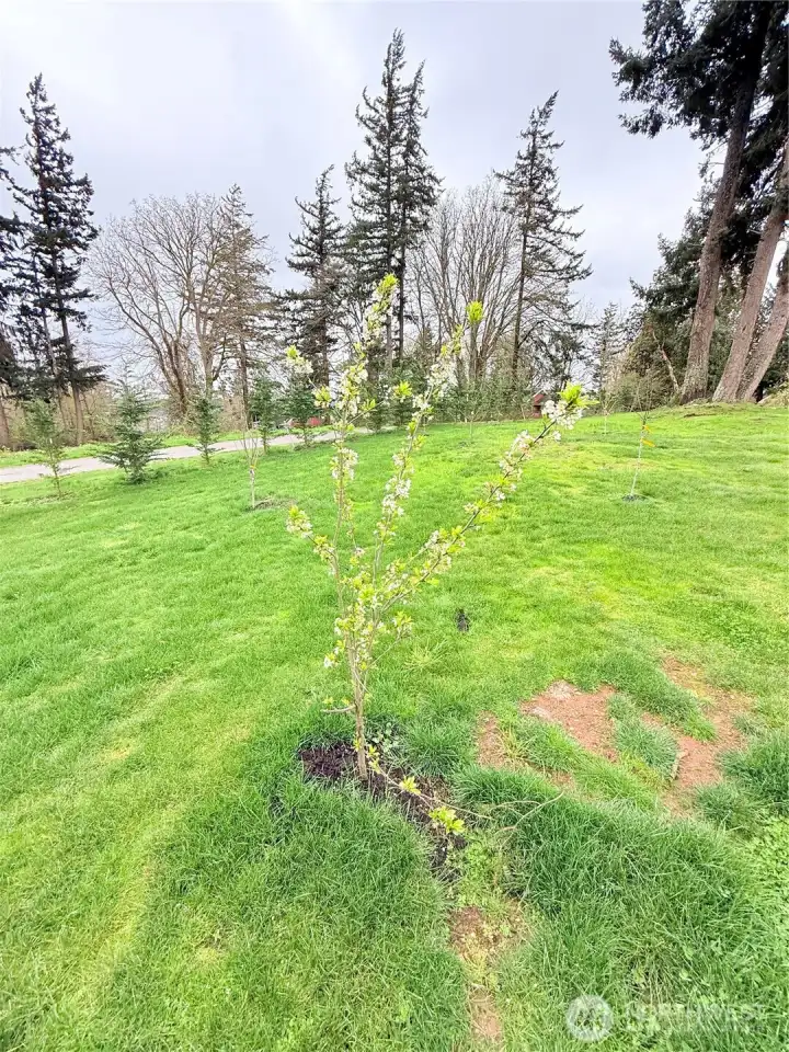 Mini fruit orchard: Plums, Apples, Pears & Cherry trees.