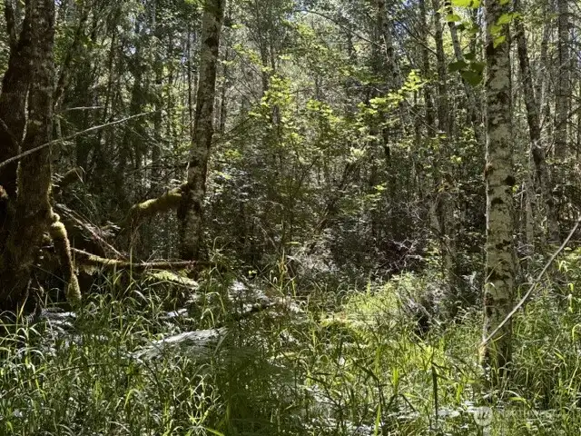 Mixed hardwoood and patches of young fir reprod Mixed hardwoood and patches of young fir reprod