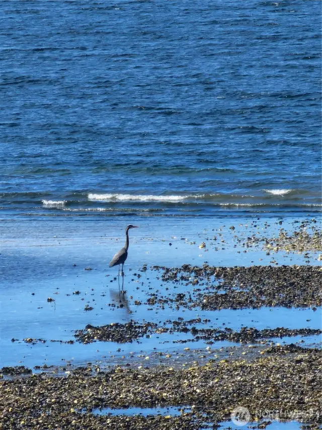 The bird life and whales are right here. Photo taken from the deck.