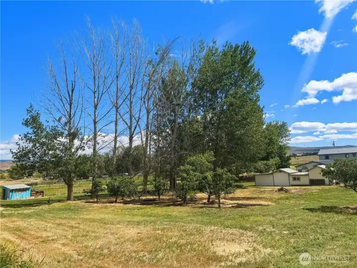 Fabulous back yard, with fruit trees, room for a huge garden, all the animals! Fabulous back yard, with fruit trees, room for a huge garden, all the animals!