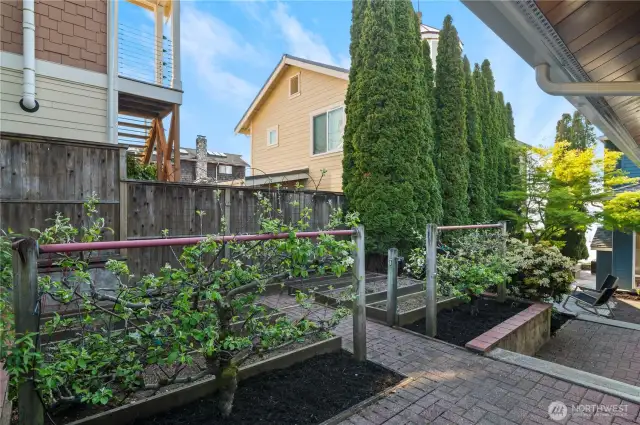 Side entry garden area with fruit trees