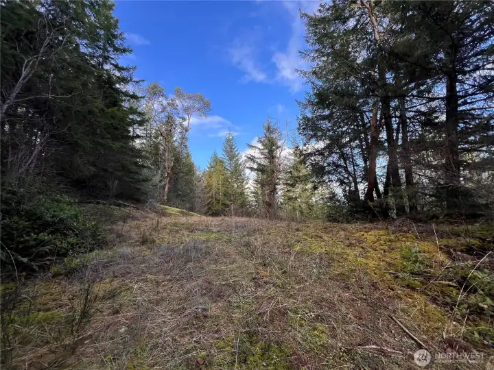 Another photo of the homesite..Ready for you !