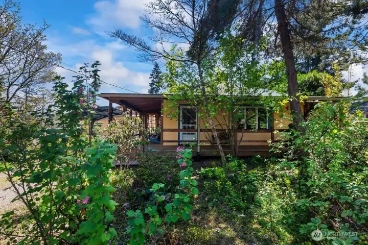 Front Yard, Privacy Trees