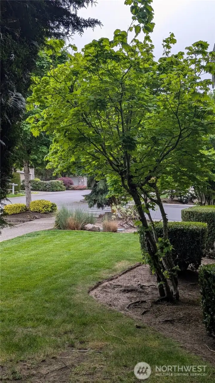 Side yard