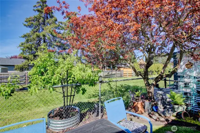 Established Plum tree, yields about 5 bushels.