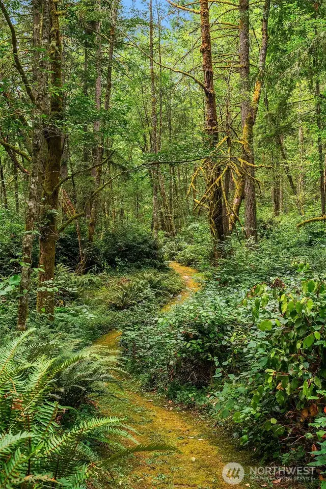 Extensive network of moss lined trails meander through most of the 50 acres