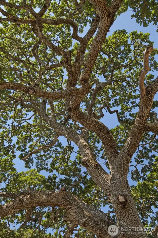 Iconic Garry Oak Trees.