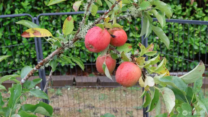 Delicious apples!