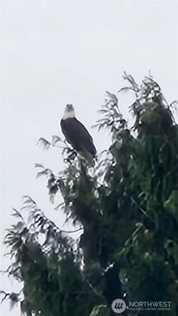 Enjoy national beauty as Bald Eagles perch on the neighboring treetops.
