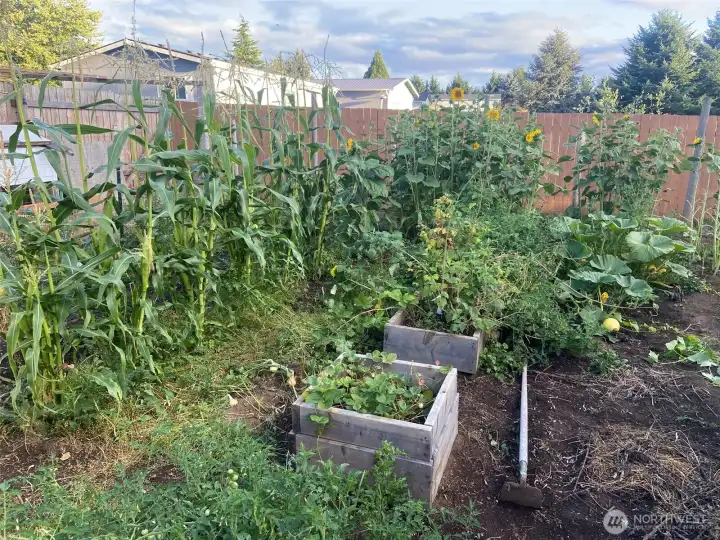 Owners pic of last years garden.