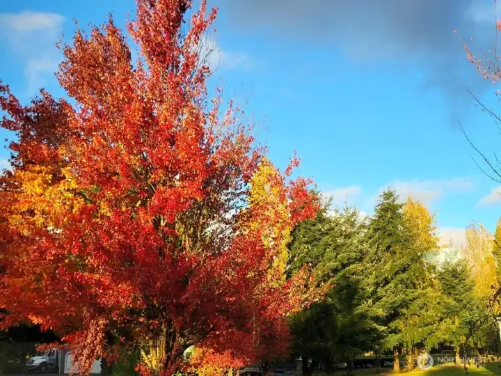 Owners pic taken last fall, beautiful mature trees!