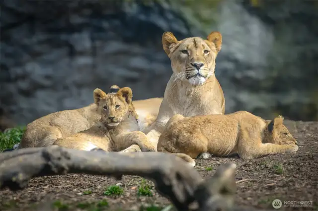 Woodland park zoo.