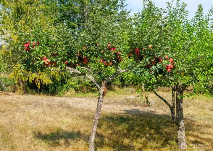 fruit trees