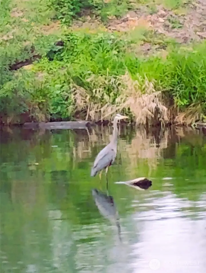 Local heron tenant you'll see everyday! Local heron tenant you'll see everyday!