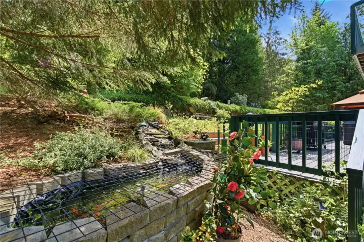 Stunning path which winds around this Koi Pond.