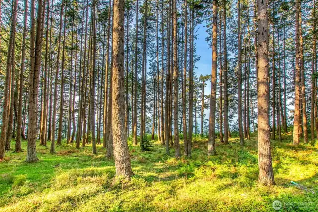 Sunny mature forest with walking trails and potential for other homes.