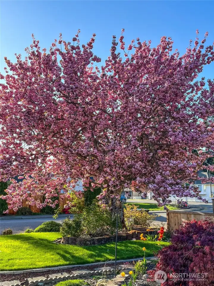 Preview of Spring & Summer Blooms