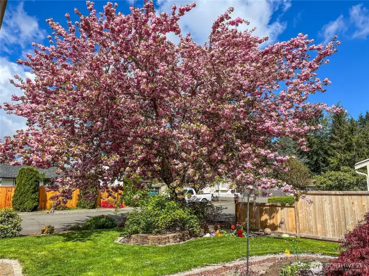 Preview of Spring & Summer Blooms