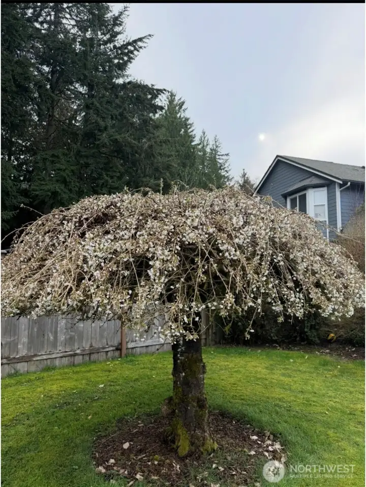 Weeping cherry tree