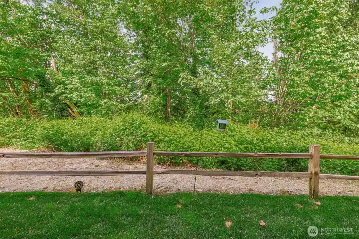 View of trees from the backyard